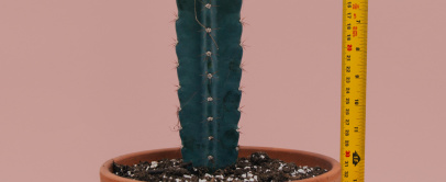 Mikropenis